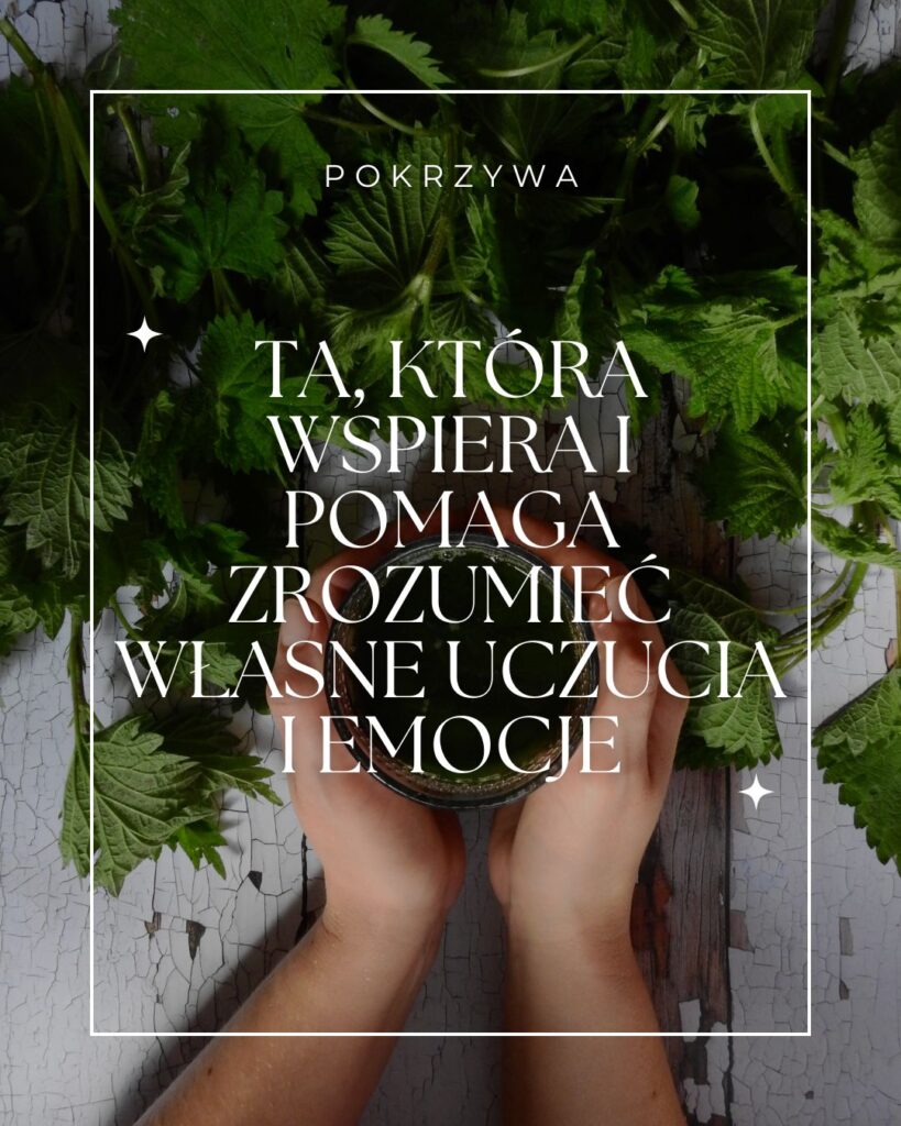 Pokrzywa. Ta, która wspiera i pomaga zrozumieć własne uczuci i emocje.
