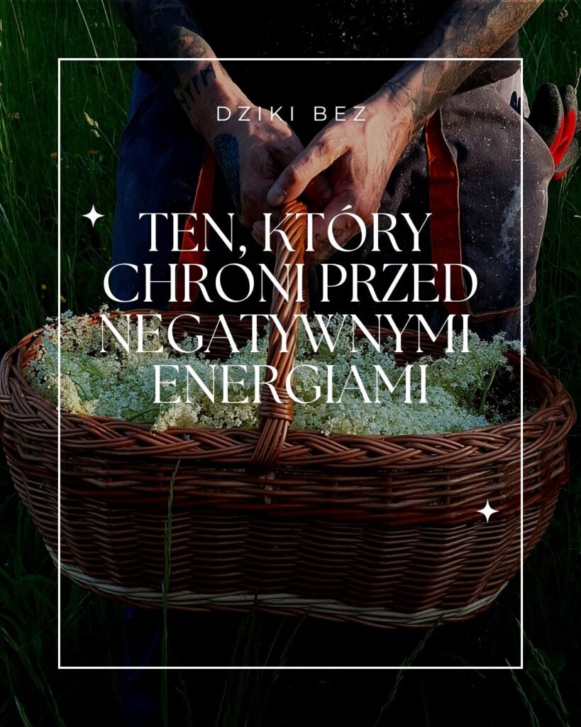 Dziki Bez, ten który chroni przed negatywnymi energiami